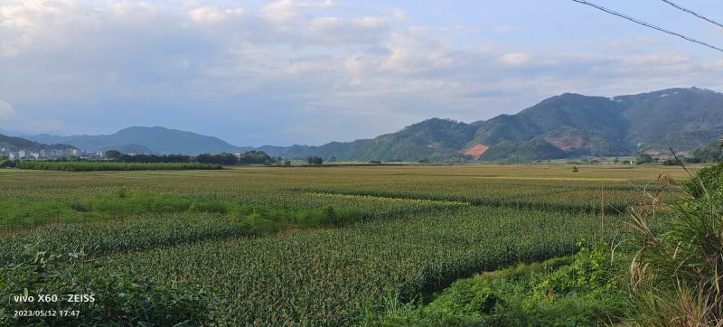 精选甜玉米309水果玉米产地直发品质保障量大优惠
