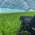 特级空心菜菜头1