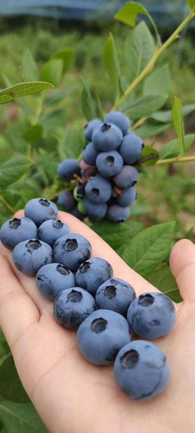 蓝莓蓝莓基地直发