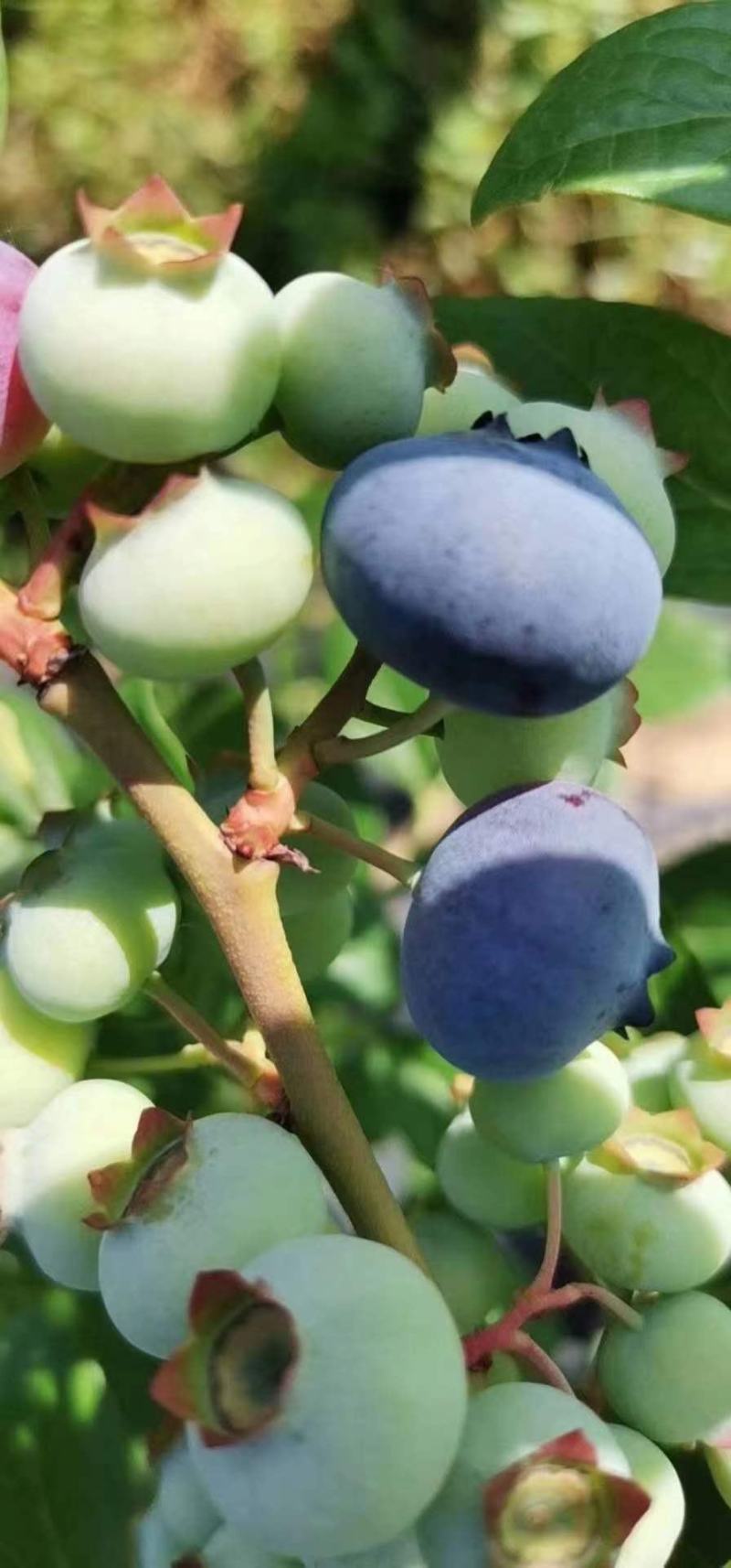蓝莓蓝莓基地直发