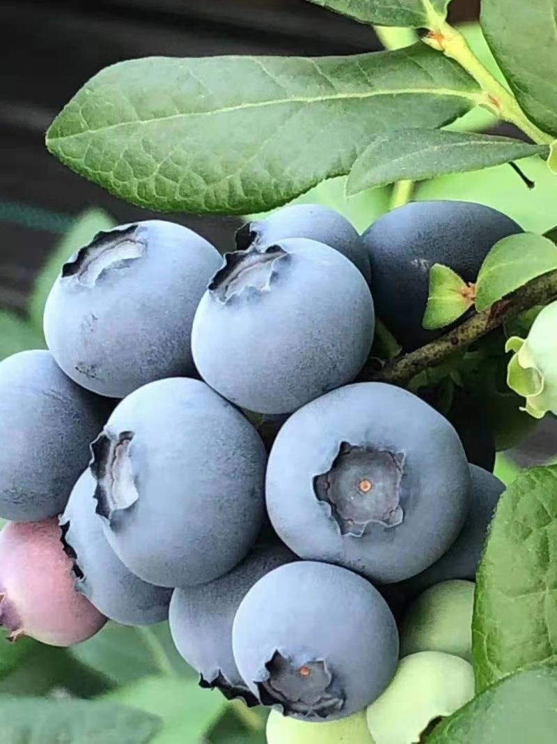 蓝莓蓝莓基地直发
