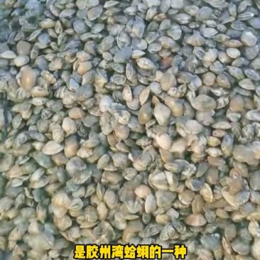 青岛红岛蛤蜊批发价格优惠