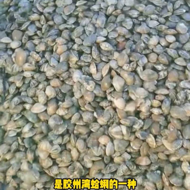 青岛红岛蛤蜊批发价格优惠