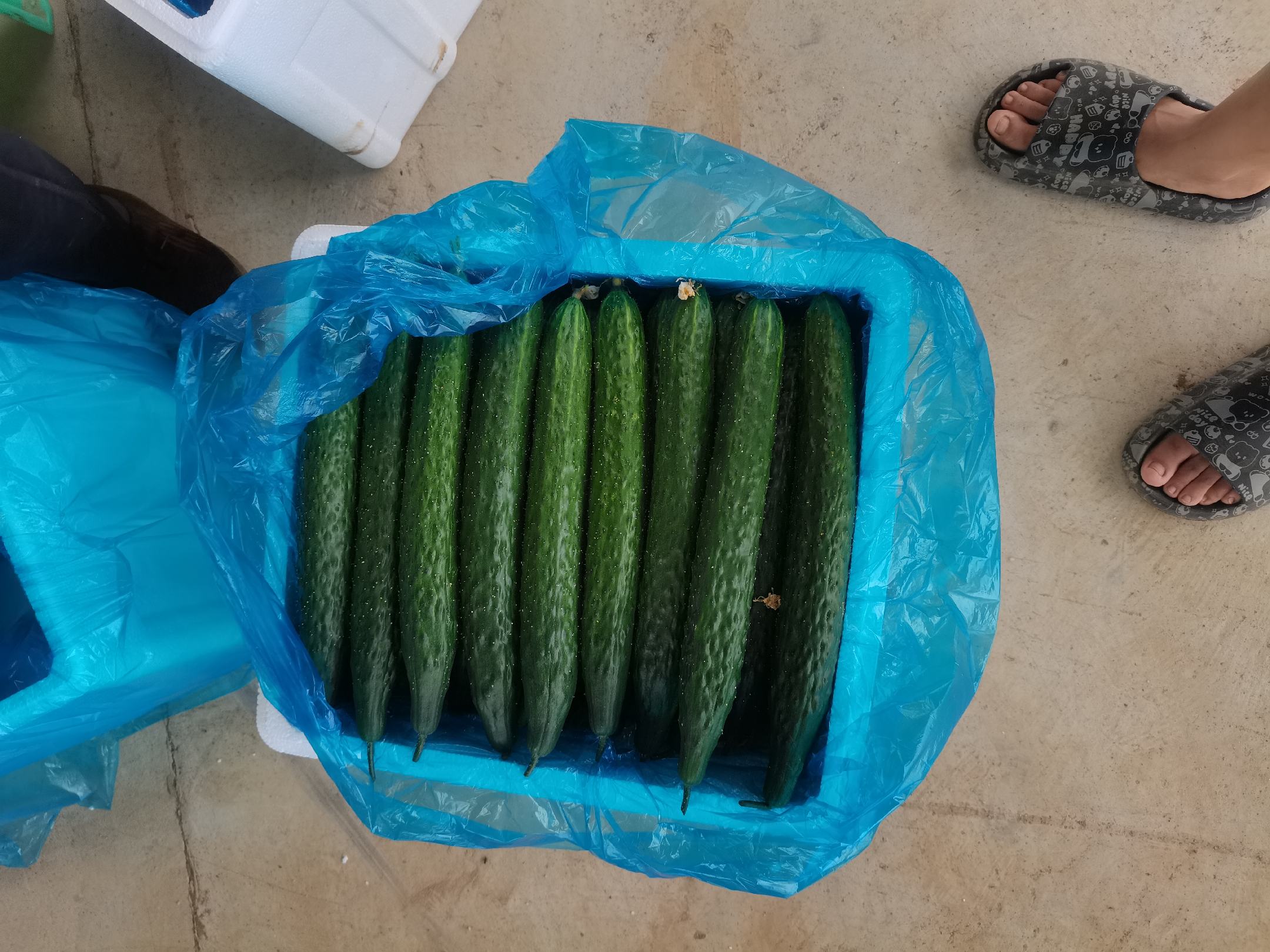 新鲜翠绿的黄瓜特写