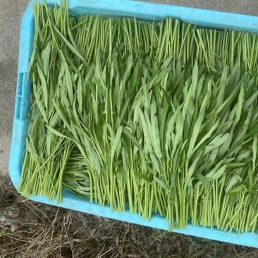 特级空心菜菜头2