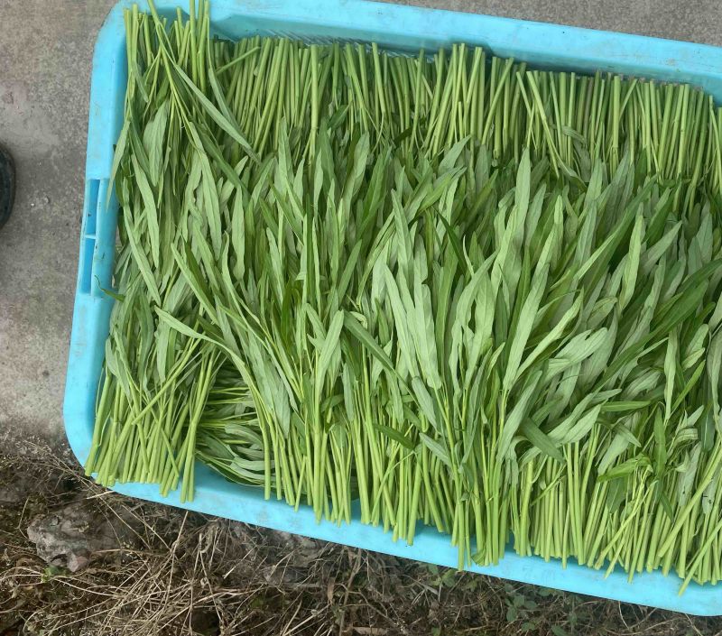 特级空心菜菜头2