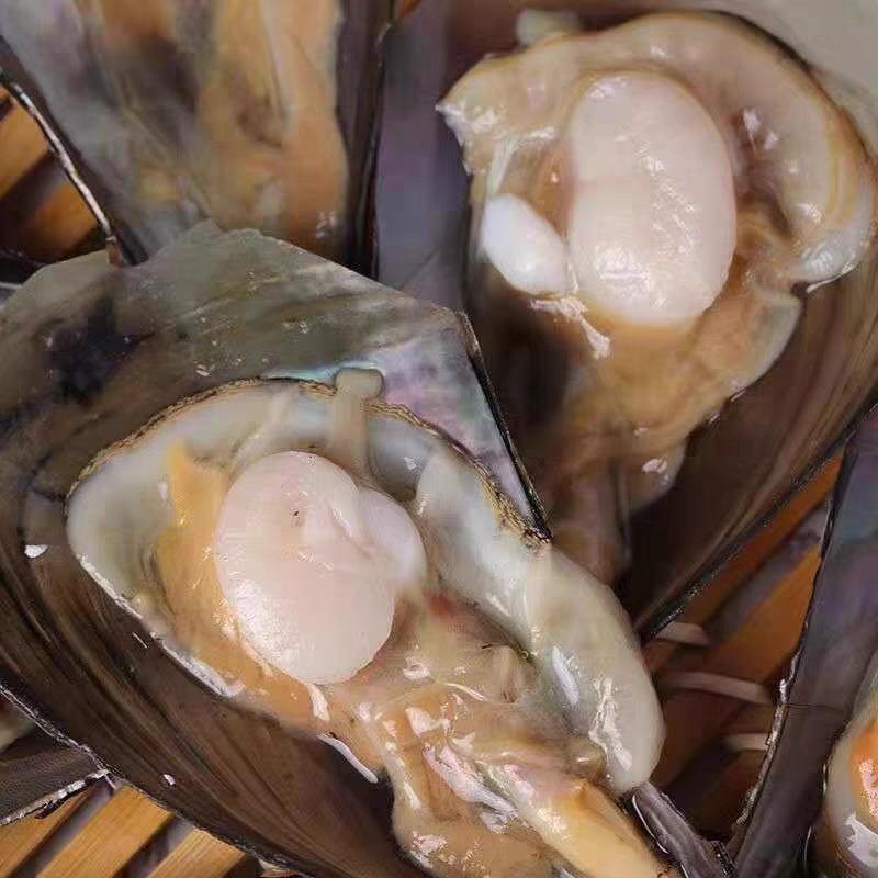 半壳冷冻带子产地直发江瑶贝海带子绿贝海鲜烧烤自助餐专用