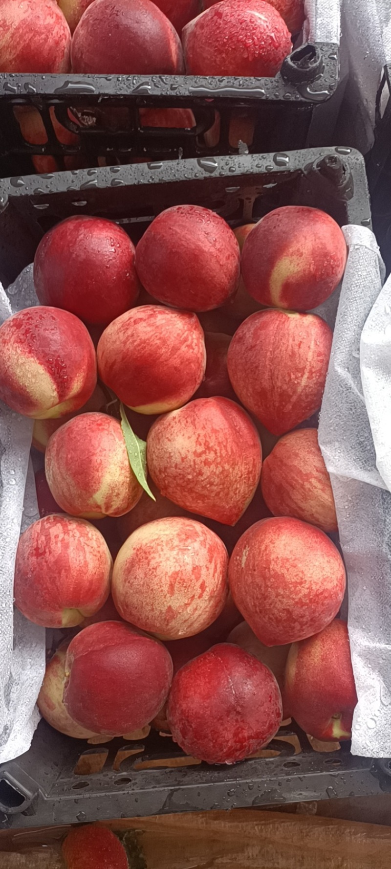 【热卖】毛桃突围红不软春雪汁多脆甜品种齐全全国发货