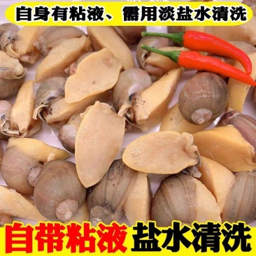 带壳鲍鱼螺假鲍鱼肉新鲜冷冻捞汁小海鲜食材珍珠鲍商用鲍