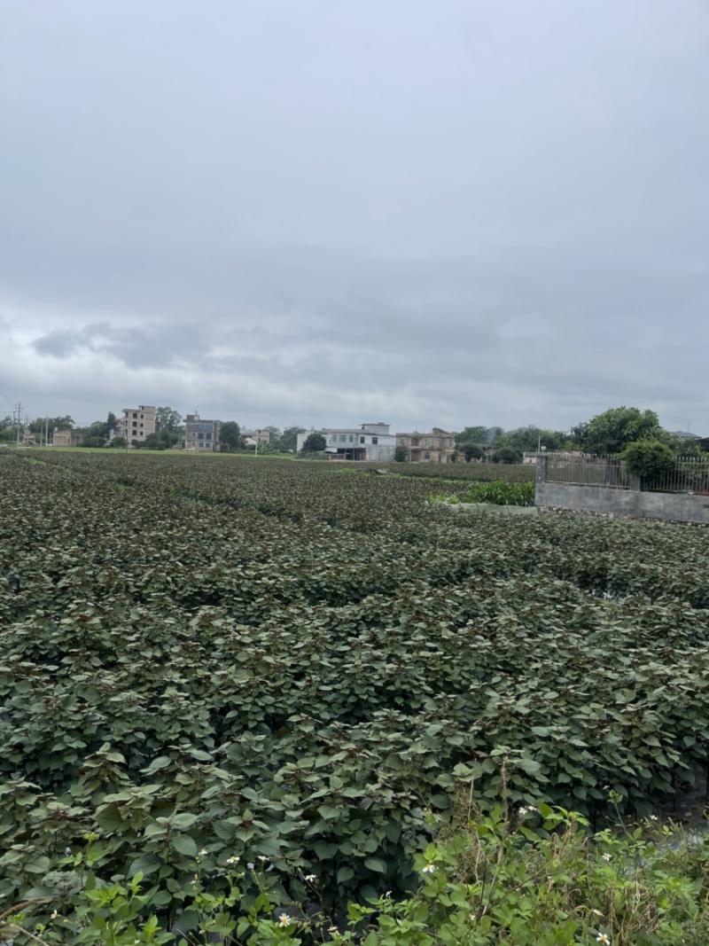 紫苏紫苏叶自产自销广西紫苏量大价优欢迎来电