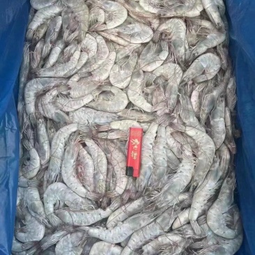 厄瓜多尔南美大虾