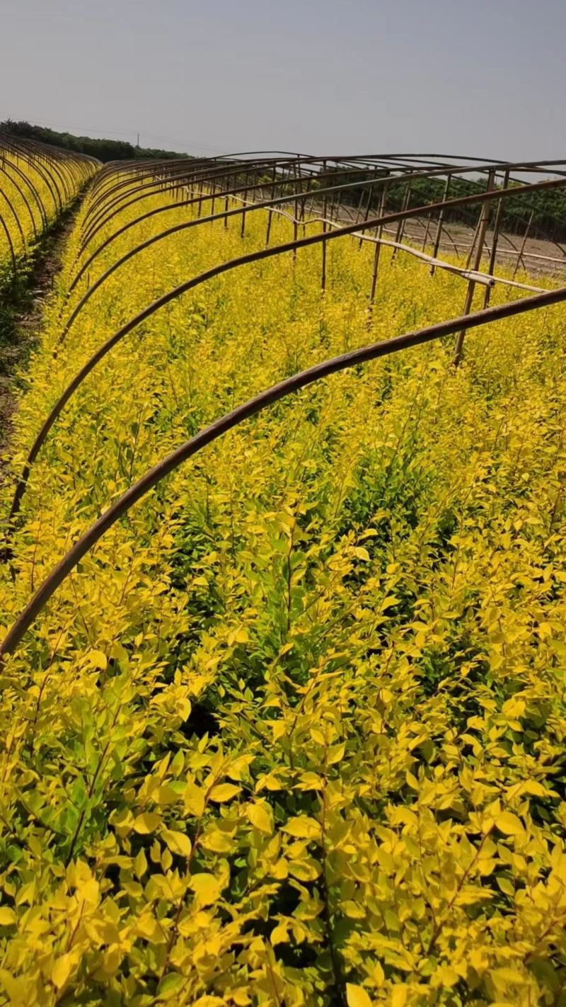 河北四季玫瑰一年四季都开花抗寒抗冻营养钵苗150万株