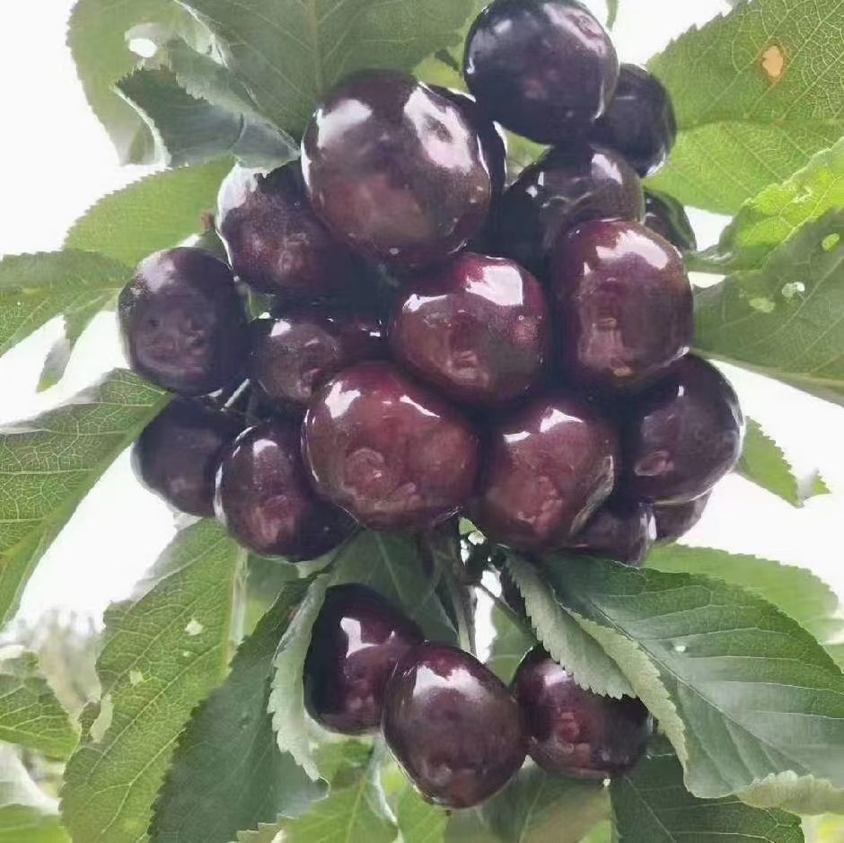 车厘子甜度测量仪展示