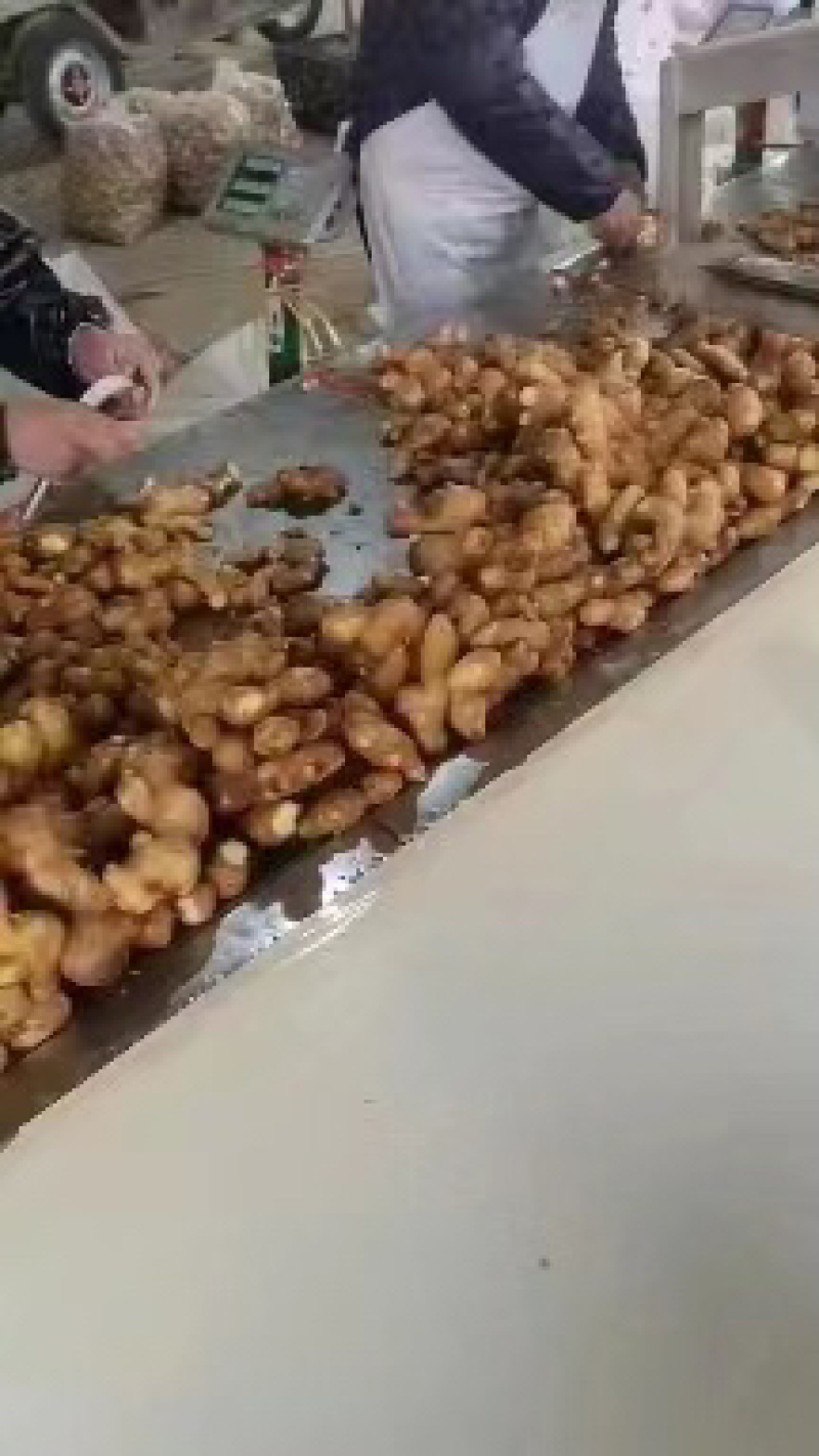 大黄姜生姜，小黄姜，产地大量供应，保质保量，欢迎致电合作