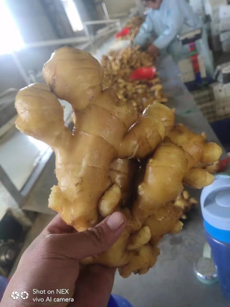 大黄姜生姜，小黄姜，产地大量供应，保质保量，欢迎致电合作