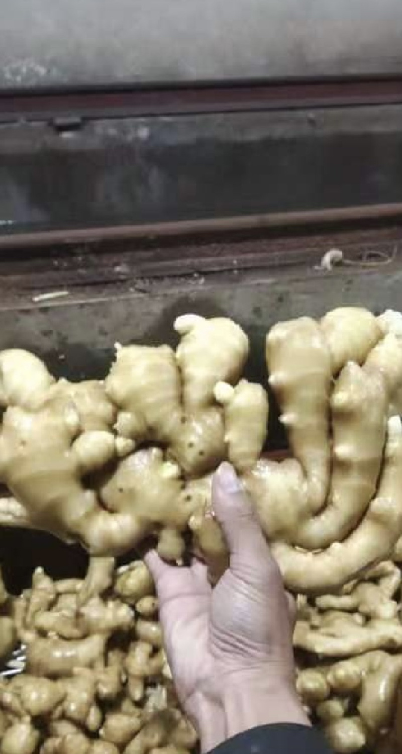 大黄姜生姜，小黄姜，产地大量供应，保质保量，欢迎致电合作
