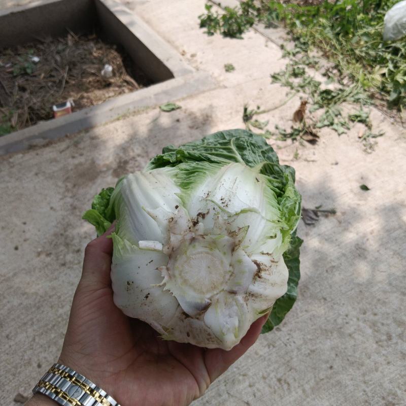 固安大娃娃菜大量上市