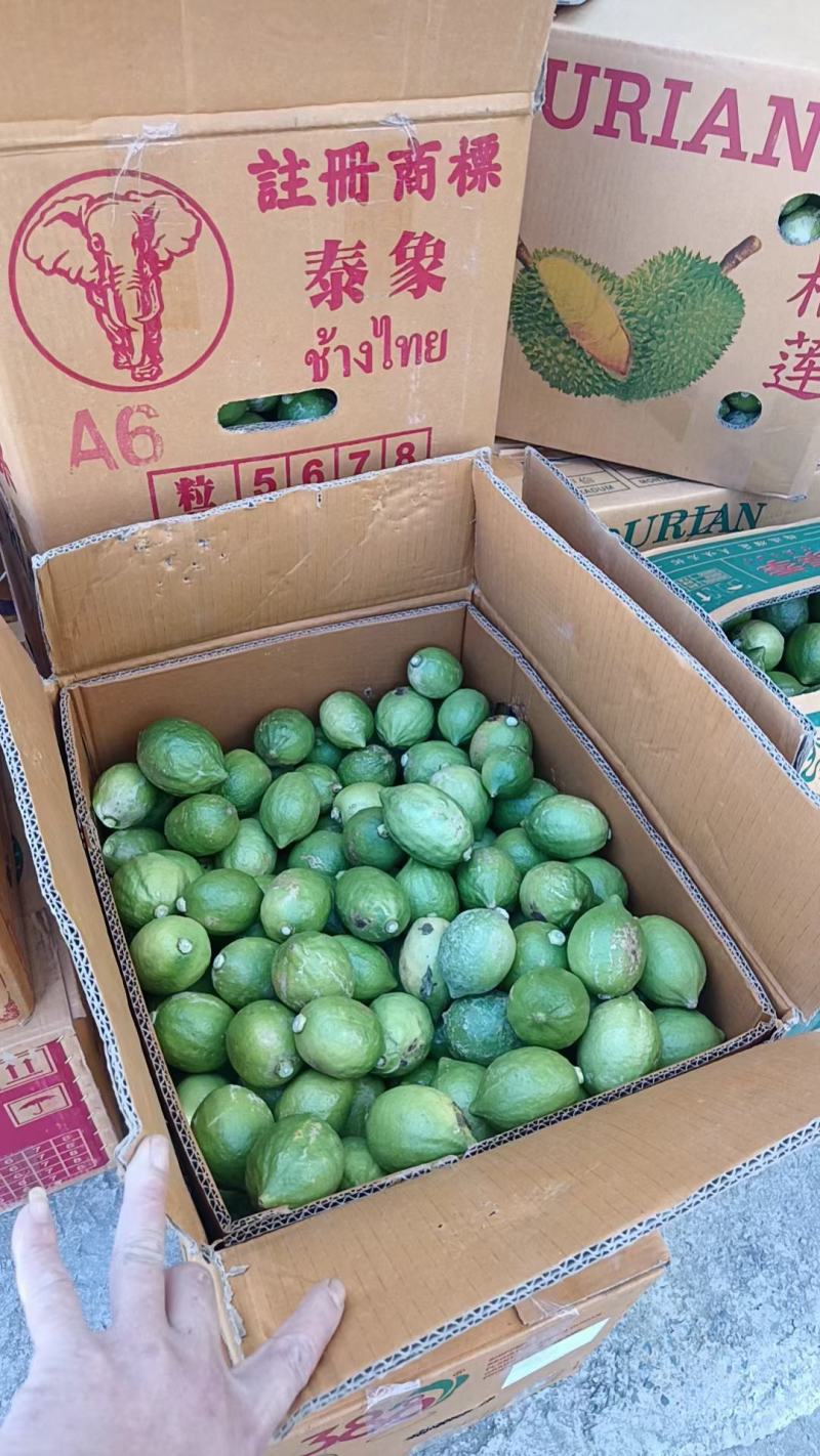 广东四季无籽香水柠檬二级果，可代发，件出，欢迎对接