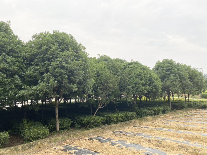 丹桂红军村实景图