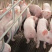 山东优质仔猪，专业养殖，保质保量，价格优惠，可致电合作
