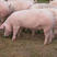 山东优质仔猪，专业养殖，保质保量，价格优惠，可致电合作