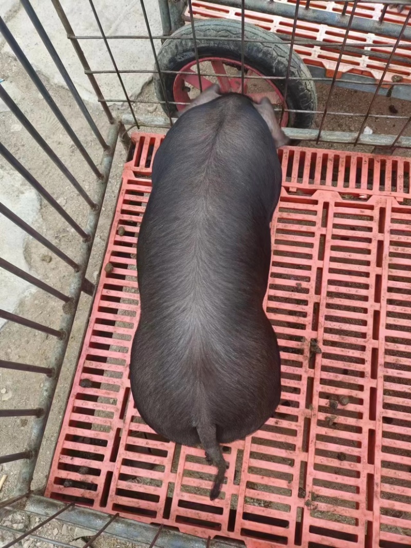 山东优质仔猪，专业养殖，保质保量，价格优惠，可致电合作