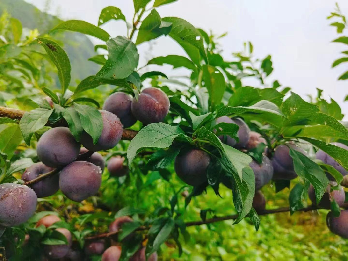 黑布林李子在阳光下的特写