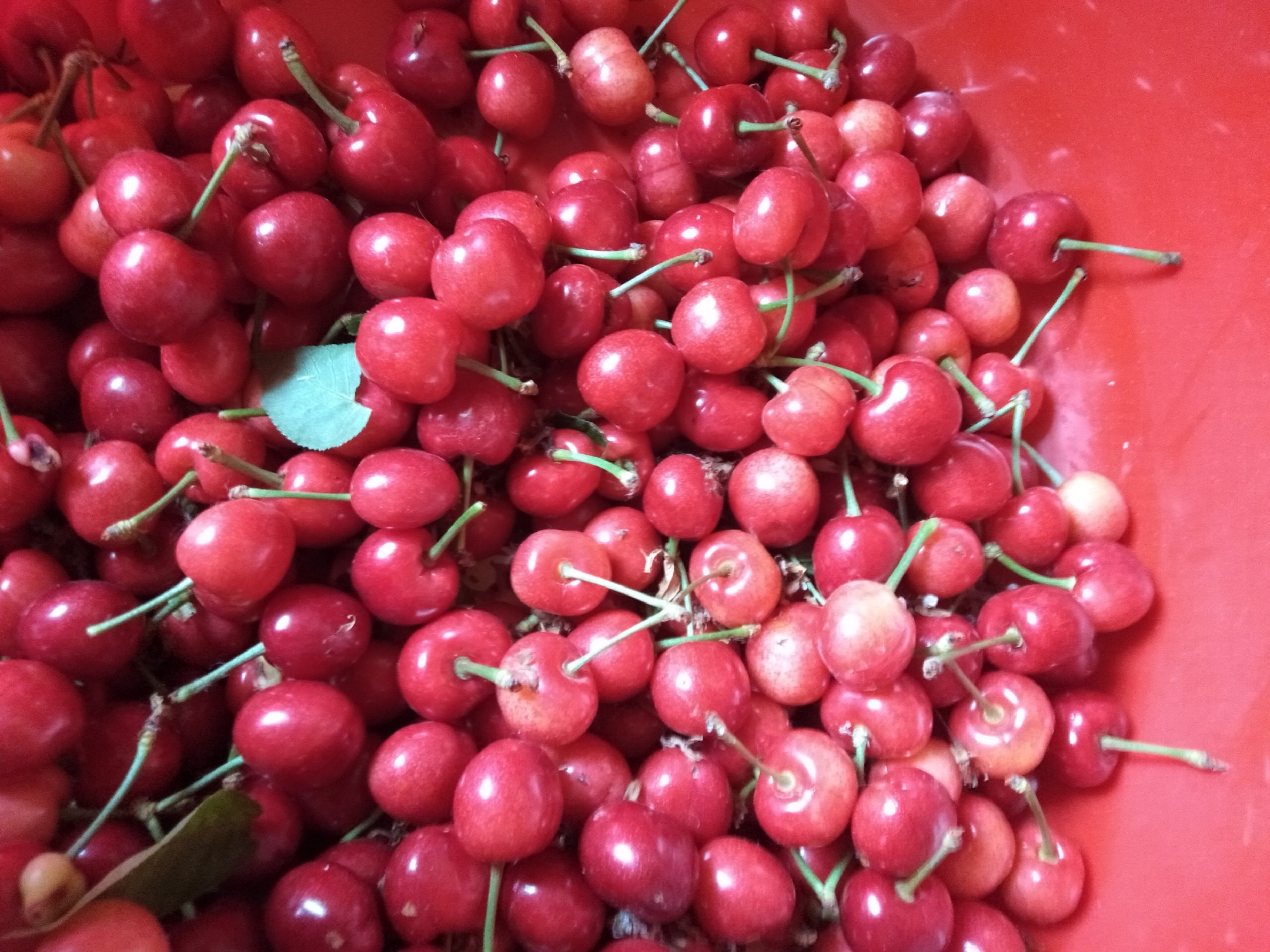 红灯樱桃营养成分表