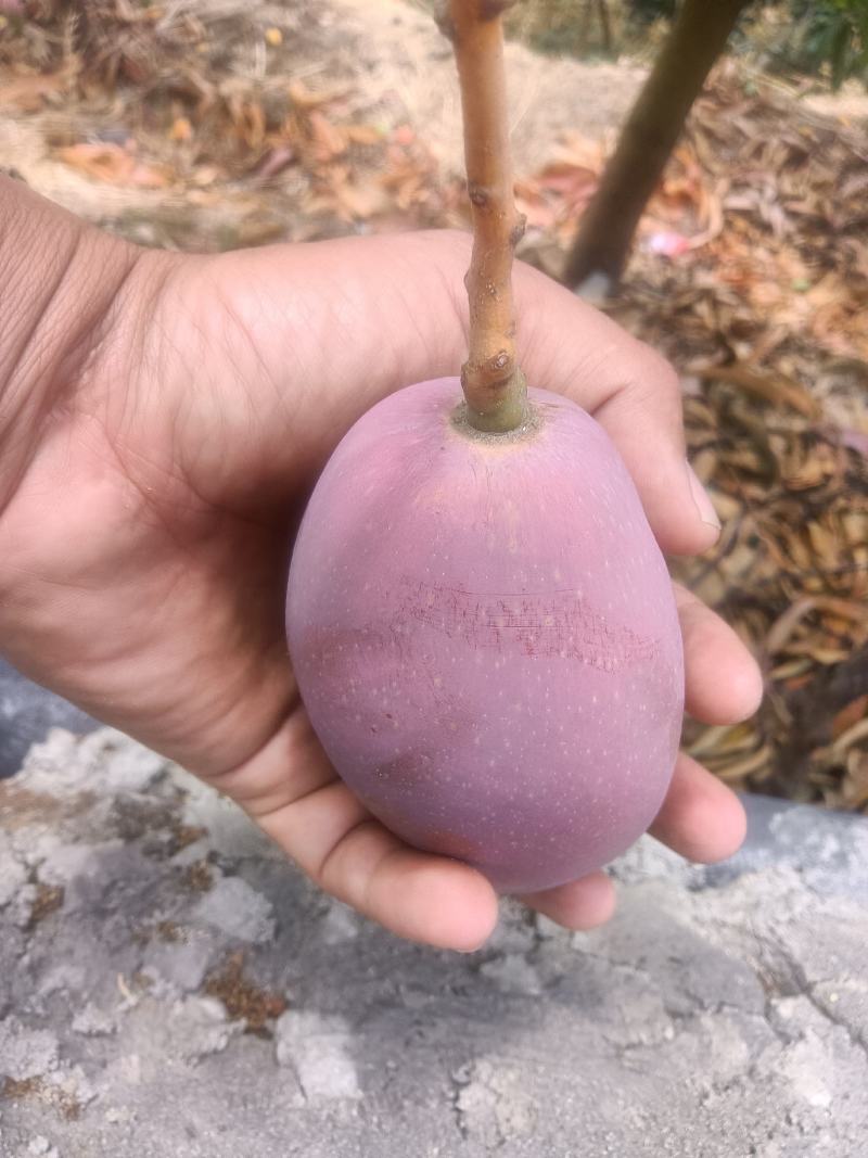 云南贵妃芒果