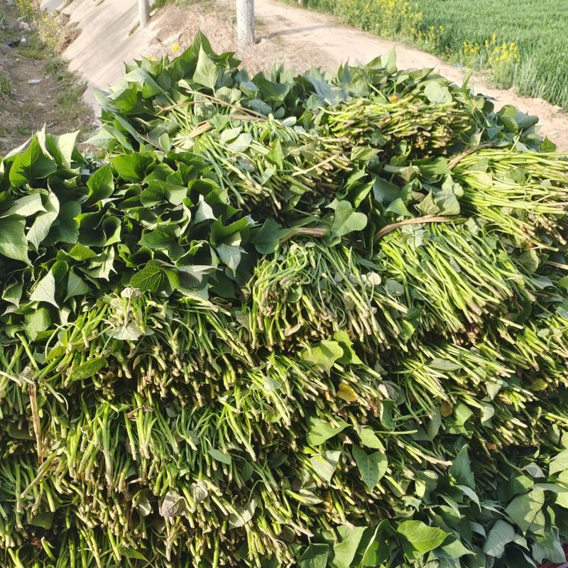 脱毒原种商薯19苗红薯苗全国发货欢迎来电采购洽谈