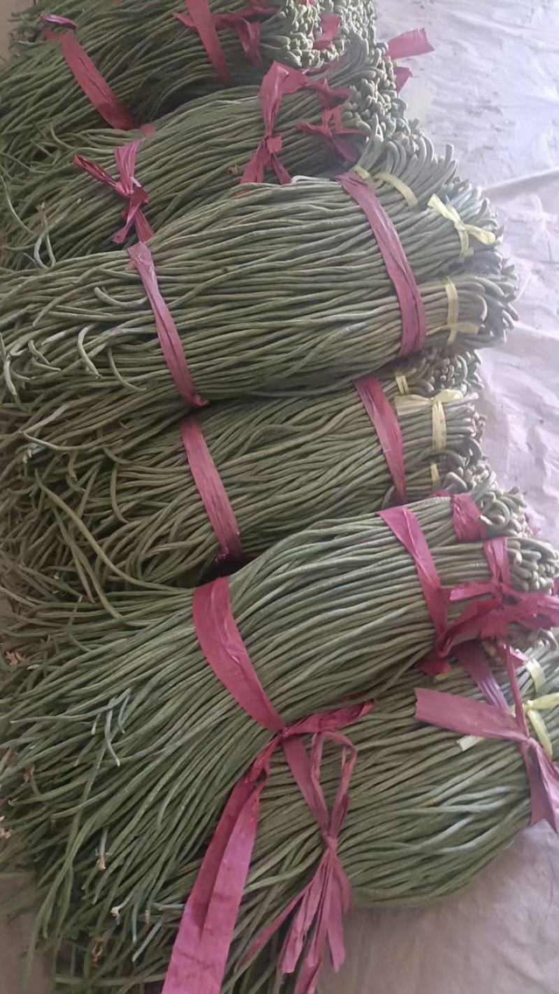 山东莘县长豆角，精品青条豆角，产地直发！品质保证！