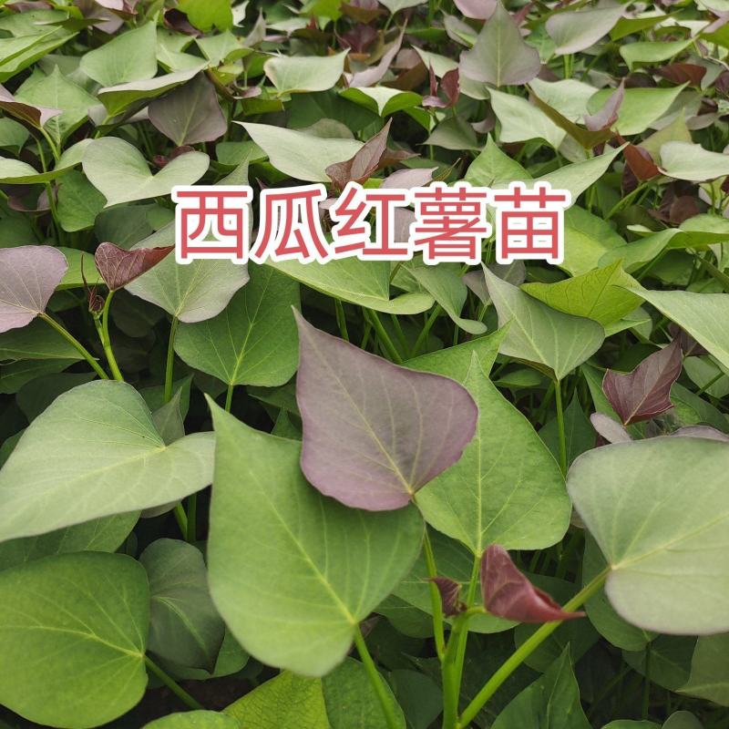 紫薯苗西瓜红薯苗基地直发欢迎来电全国发货