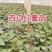 紫薯苗西瓜红薯苗基地直发欢迎来电全国发货