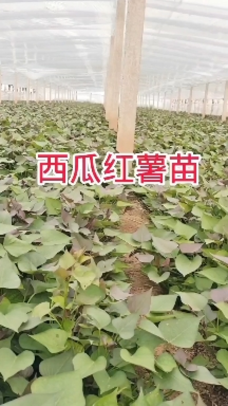 紫薯苗西瓜红薯苗基地直发欢迎来电全国发货
