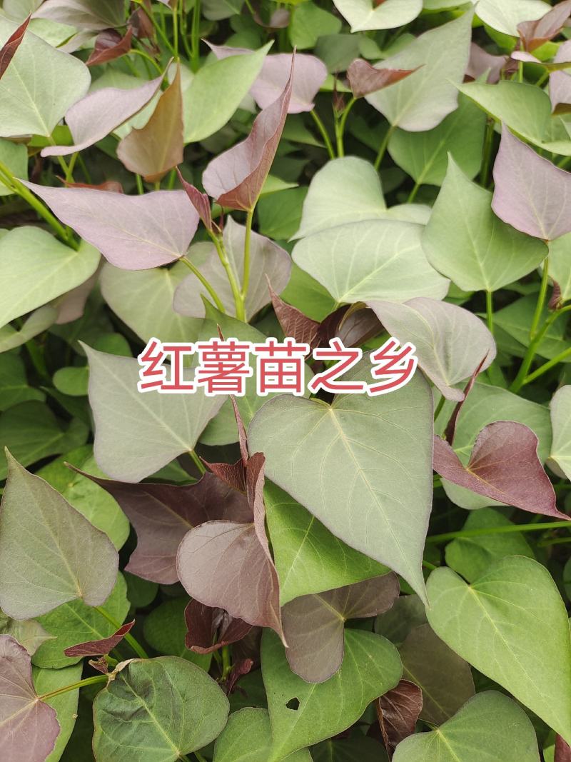 紫薯苗西瓜红薯苗基地直发欢迎来电全国发货