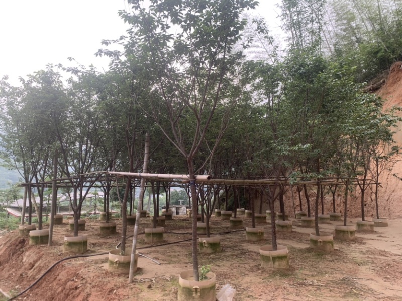 牡丹樱花5-8公分基地低价大量岀售欢迎选购