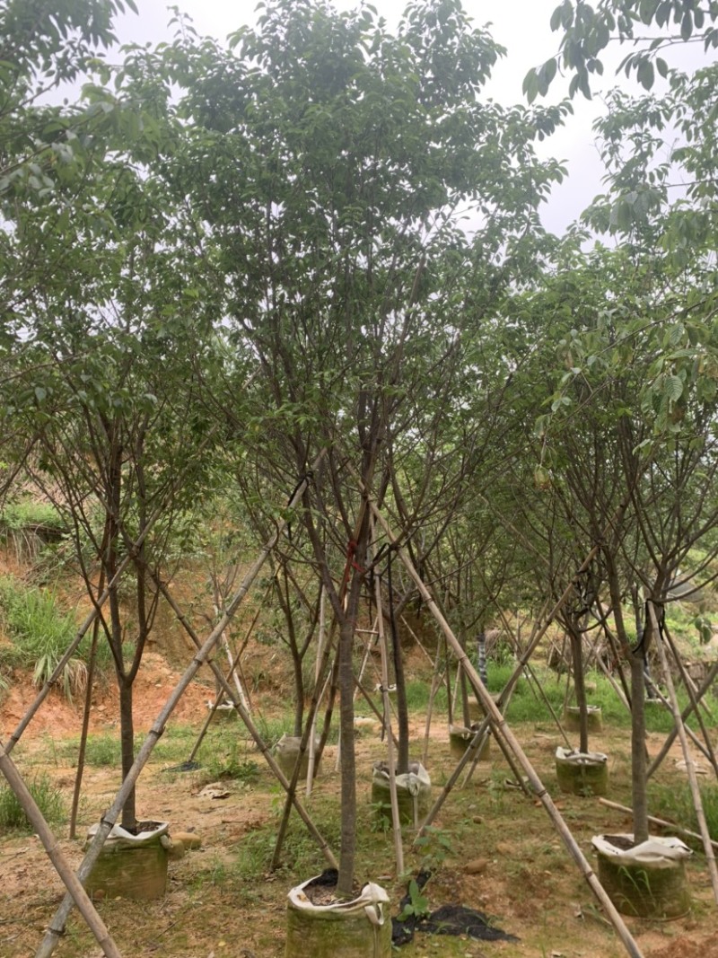 牡丹樱花5-8公分基地低价大量岀售欢迎选购