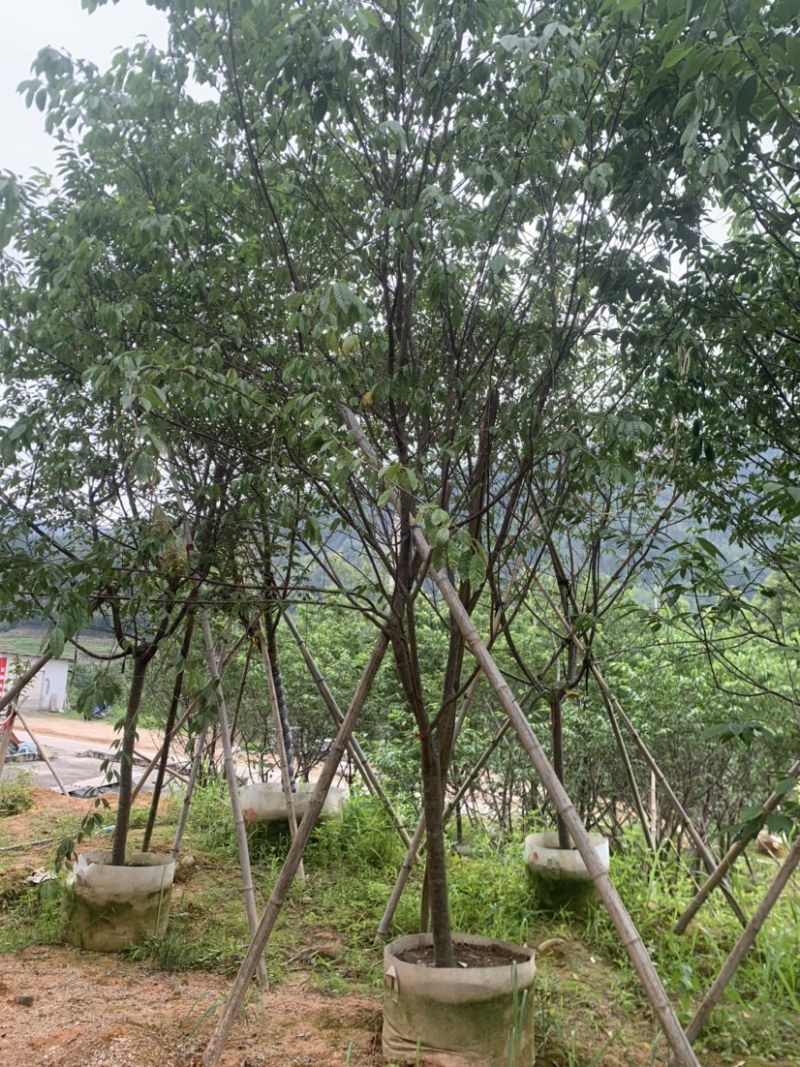 牡丹樱花5-8公分基地低价大量岀售欢迎选购