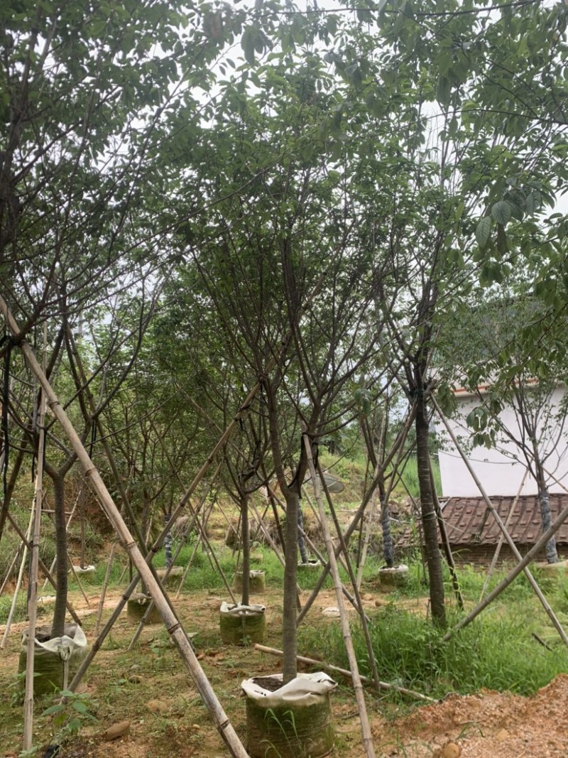 牡丹樱花5-8公分基地低价大量岀售欢迎选购