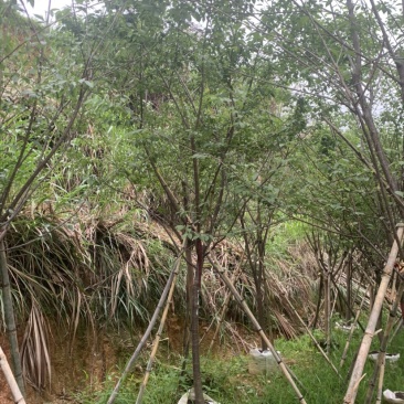 牡丹樱花5-8公分基地低价大量岀售欢迎选购