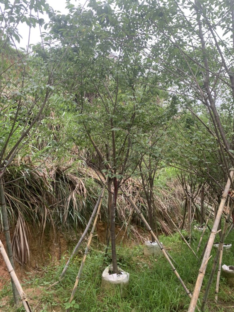 牡丹樱花5-8公分基地低价大量岀售欢迎选购