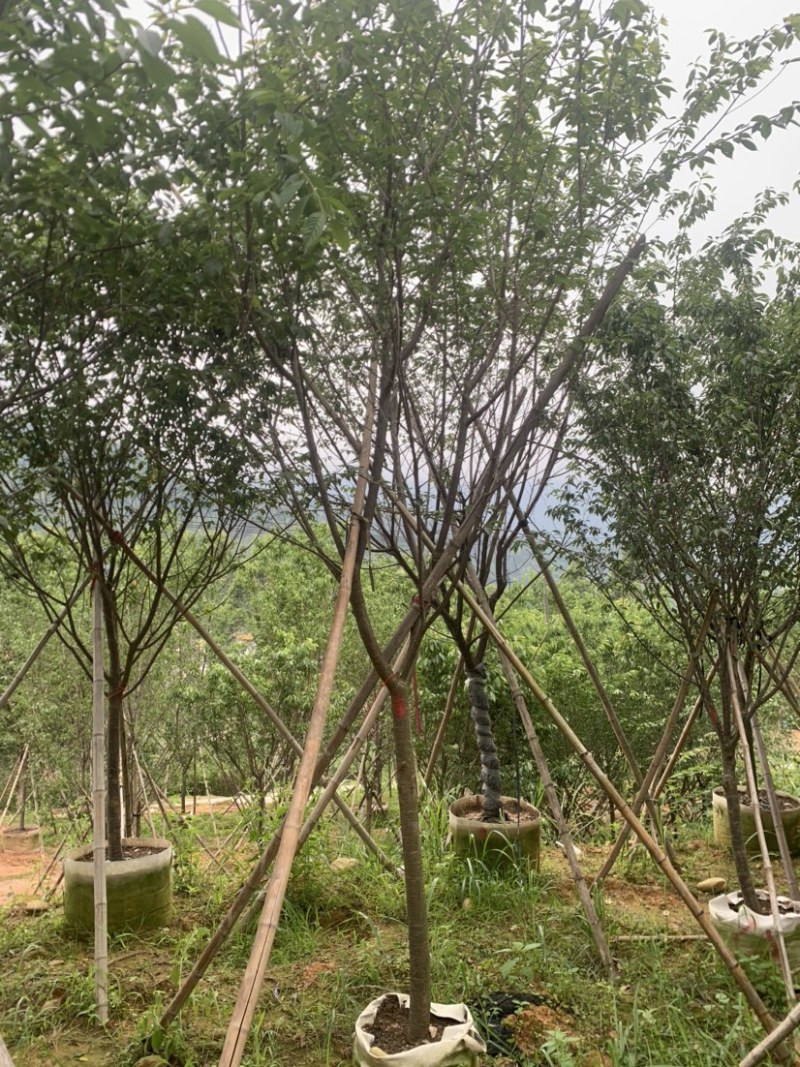 牡丹樱花5-8公分基地低价大量岀售欢迎选购