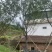 牡丹樱花5-8公分基地低价大量岀售欢迎选购