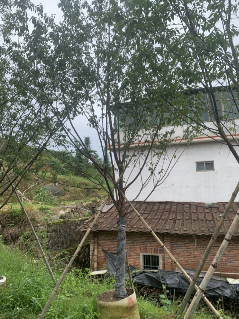 牡丹樱花5-8公分基地低价大量岀售欢迎选购