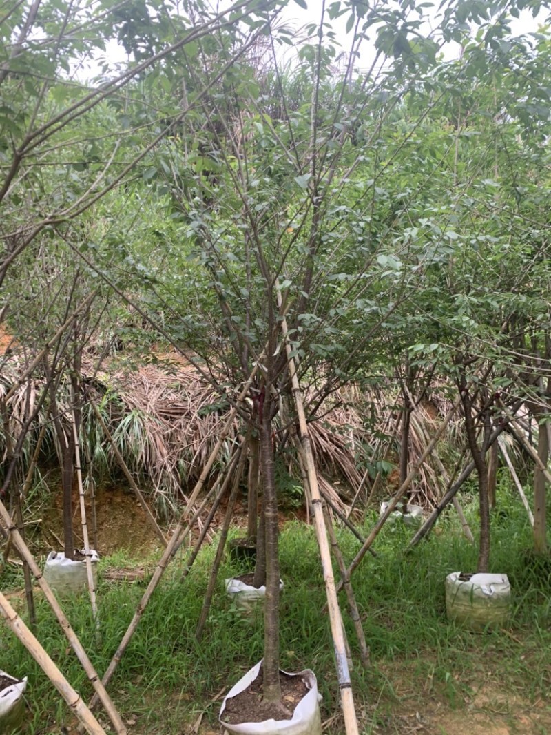 牡丹樱花5-8公分基地低价大量岀售欢迎选购