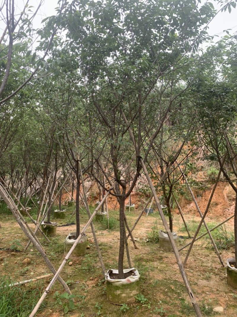 牡丹樱花5-8公分基地低价大量岀售欢迎选购
