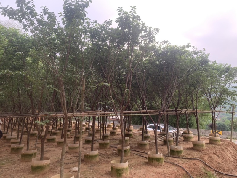 牡丹樱花5-8公分基地低价大量岀售欢迎选购