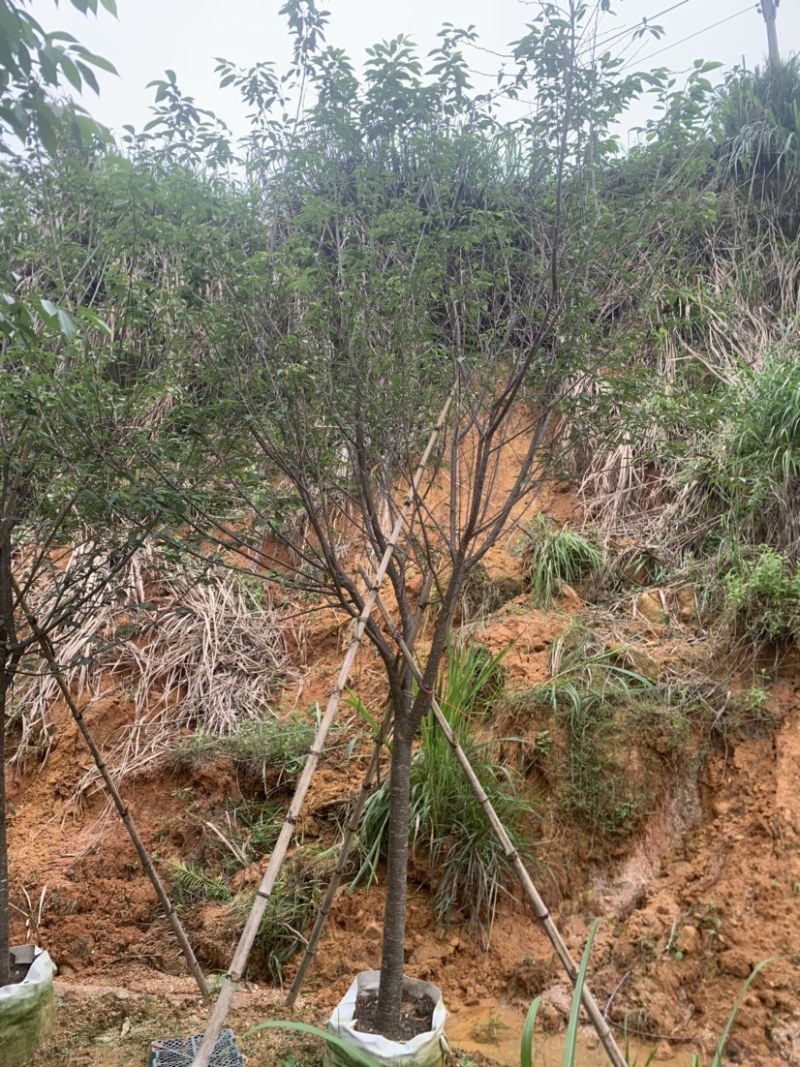 牡丹樱花5-8公分基地低价大量岀售欢迎选购