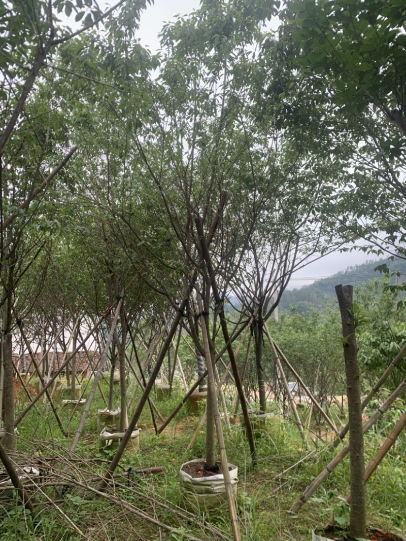 牡丹樱花5-8公分基地低价大量岀售欢迎选购