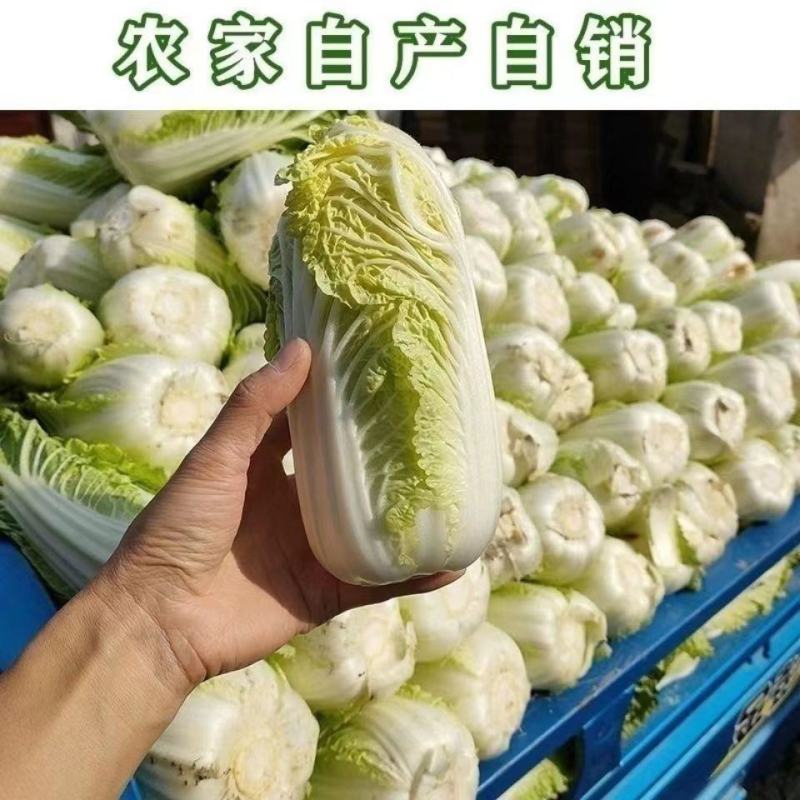 娃娃菜